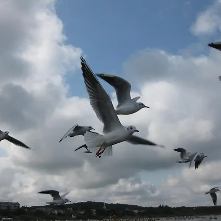 Apartmenthaus Aurum Apartman *